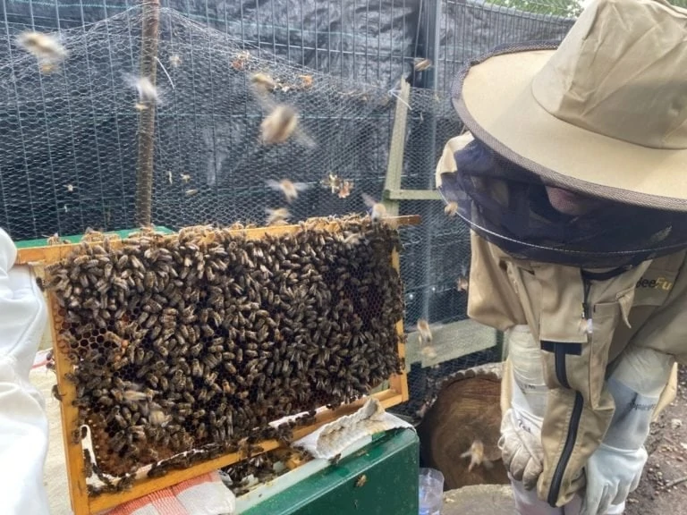 ervaring Sjoerd met bijen en kast