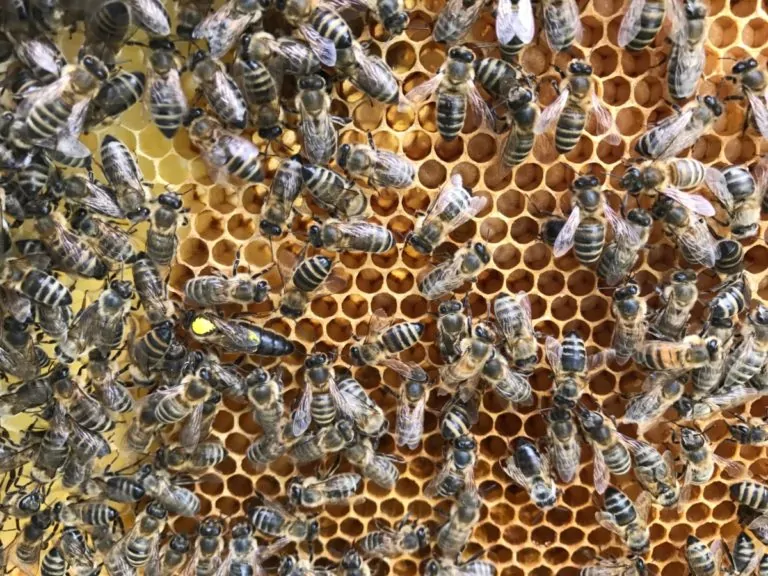 bijenkoningin tussen werksters op een raampje